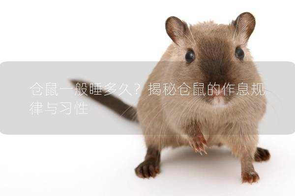 倉鼠一般睡多久？揭秘倉鼠的作息規律與習性